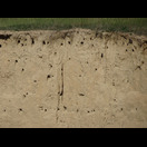 Öffnungen zu Nestern von Erdhöhlenbrütern?